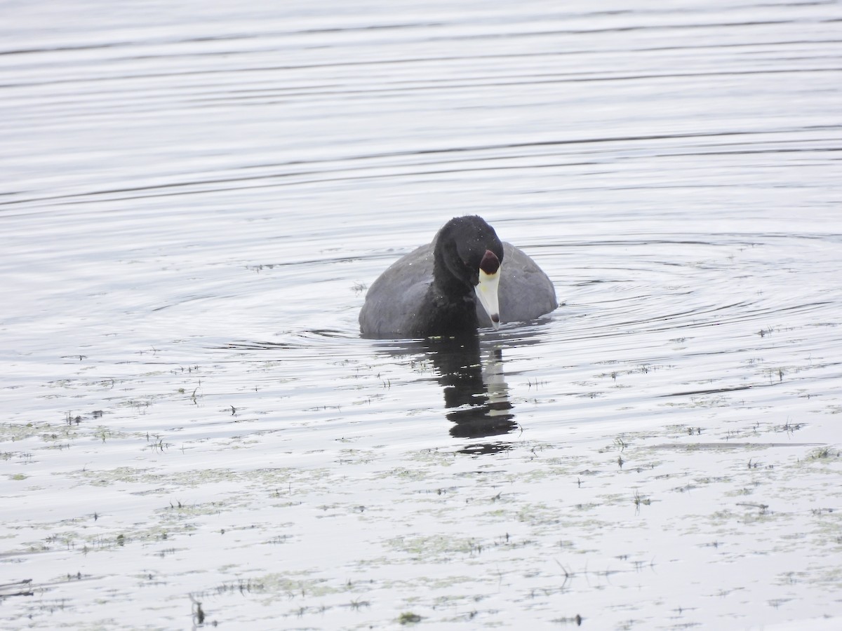 American Coot - ML620830890