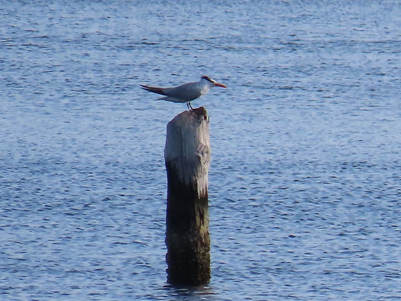 Royal Tern - ML620830891