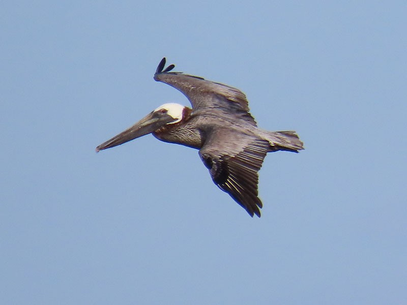 pelikán hnědý (ssp. carolinensis) - ML620830897