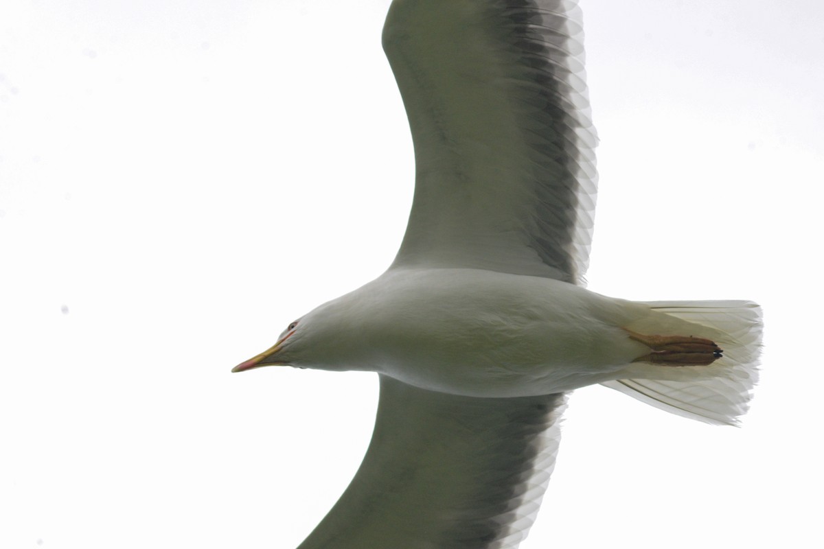 Yellow-legged Gull - ML620830901