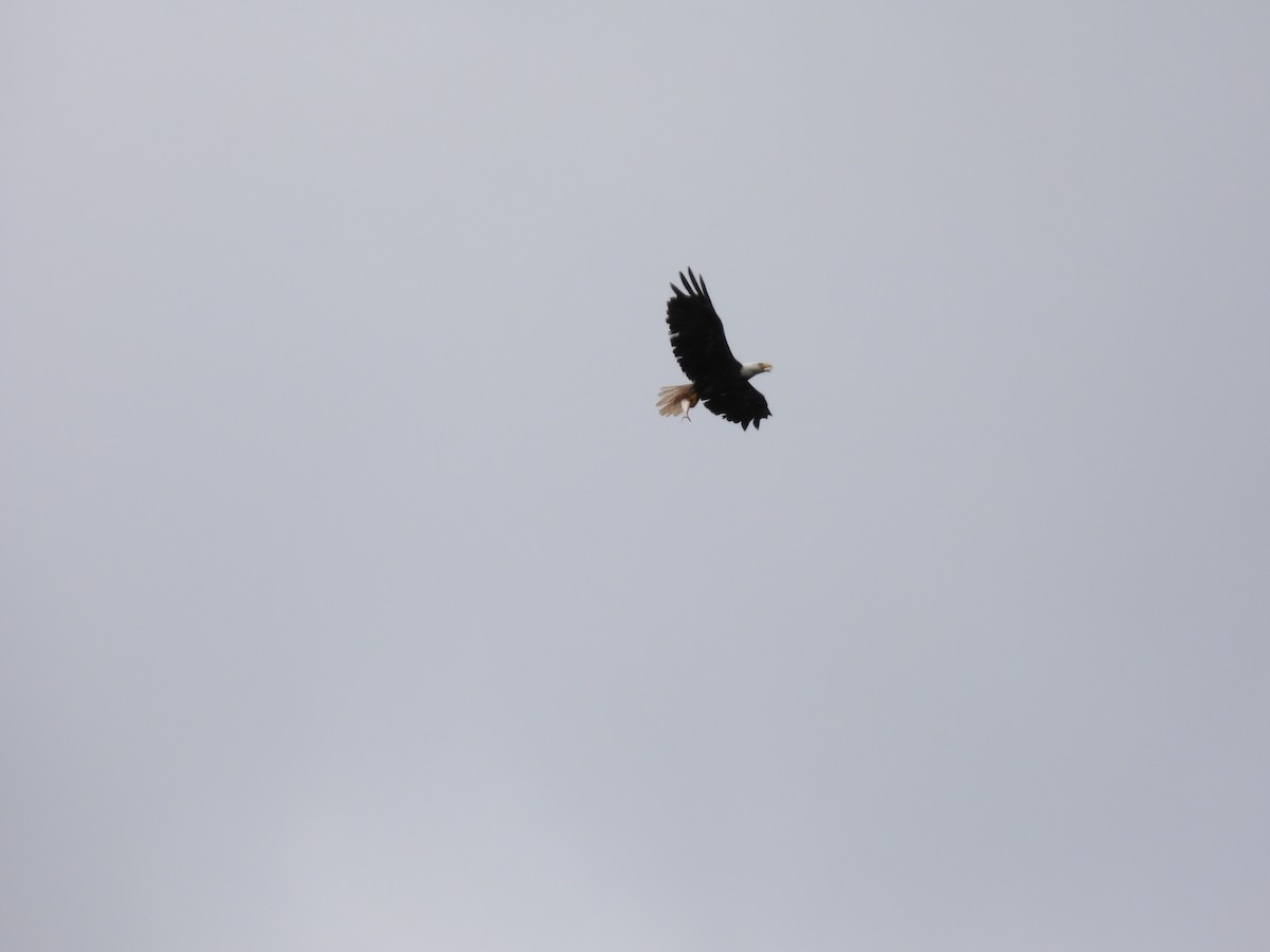 Bald Eagle - ML620830907