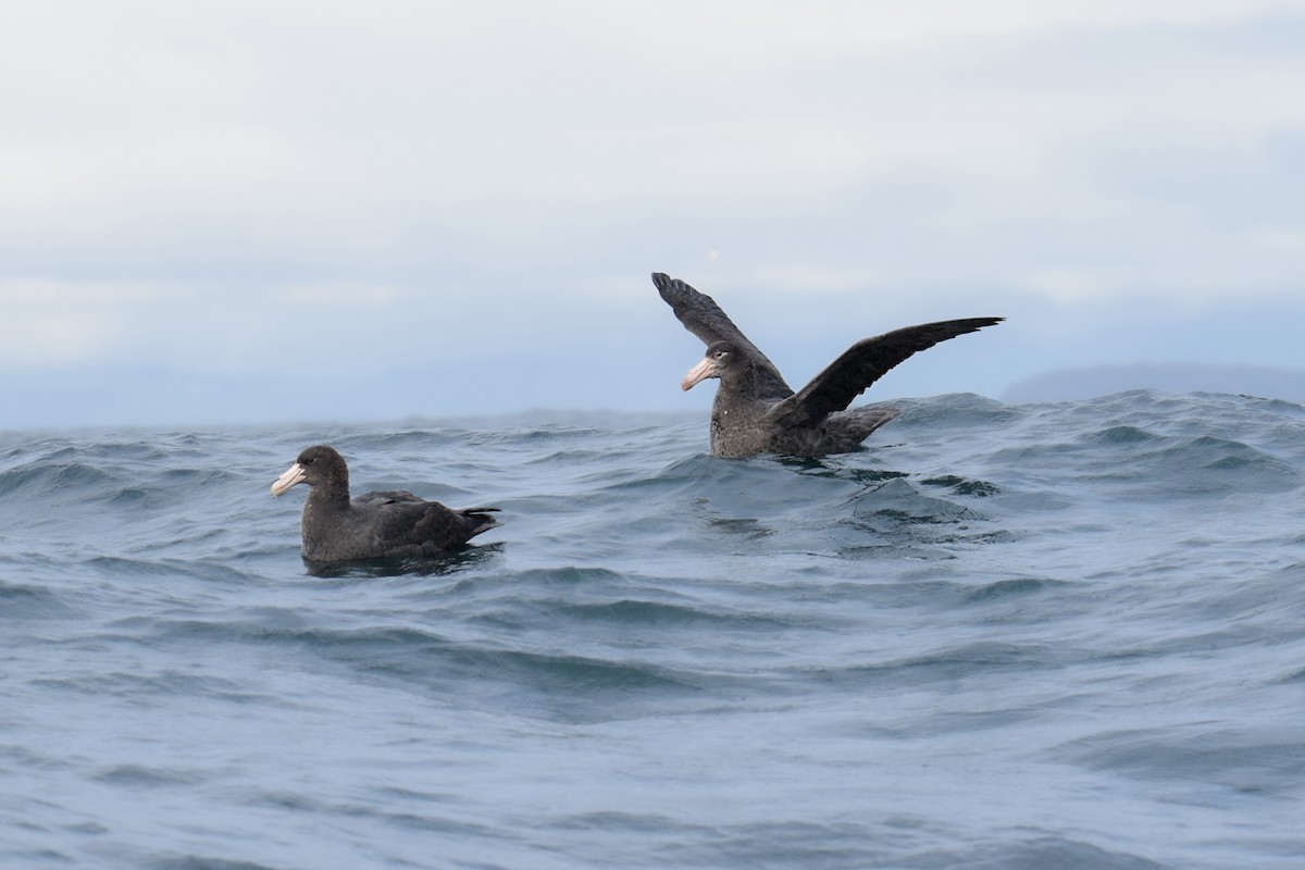 Northern Giant-Petrel - ML620830908