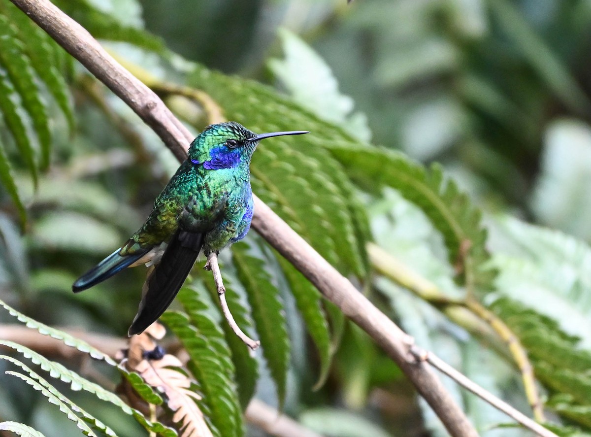 Lesser Violetear - Guillermo Padierna