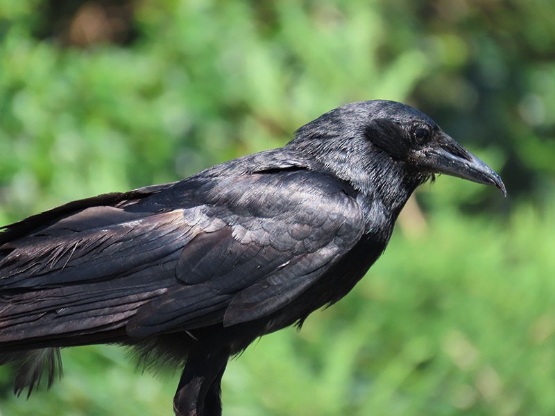 Fish Crow - ML620830912