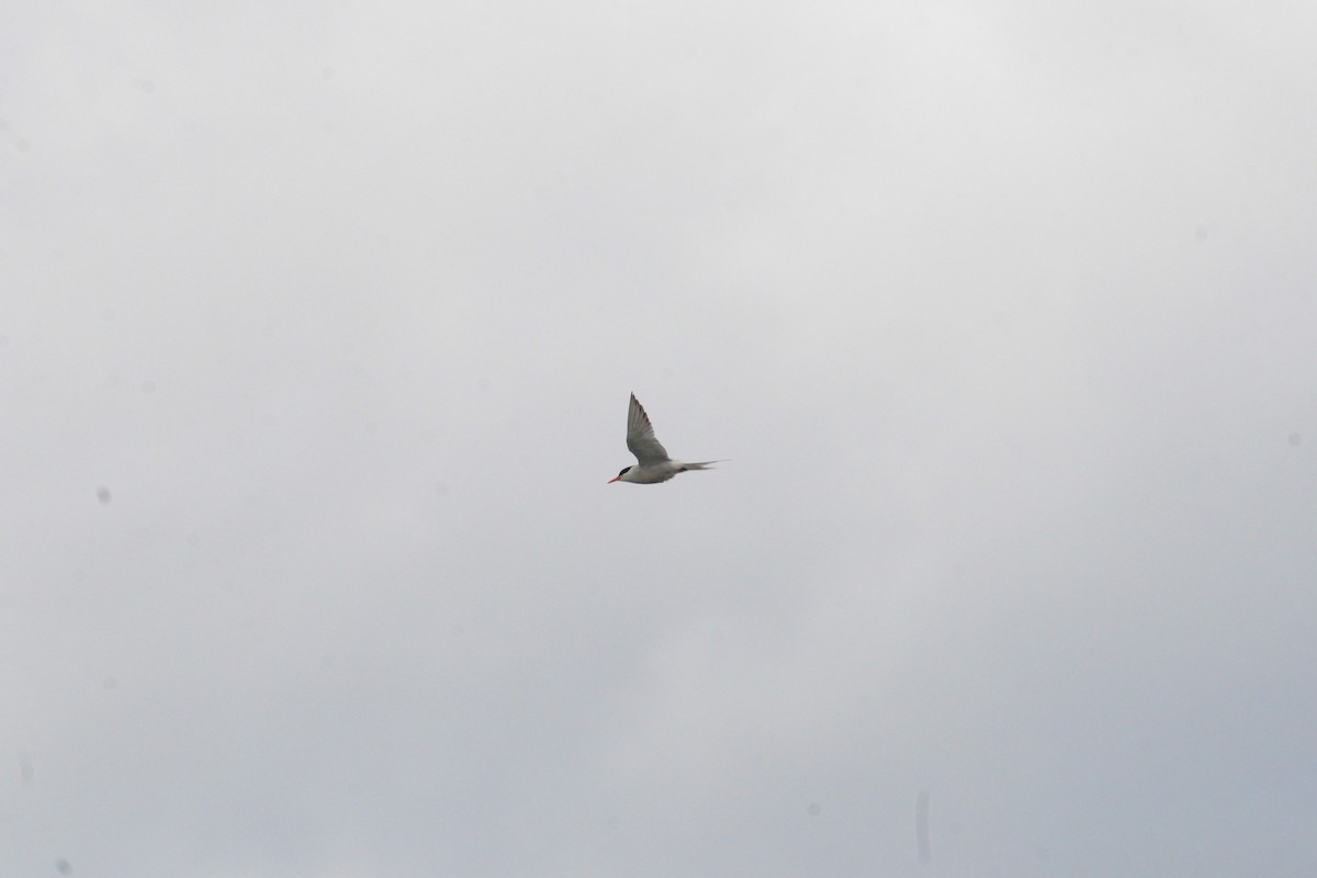 Common Tern - ML620830915