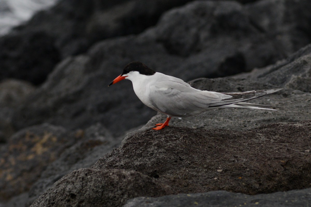 Common Tern - ML620830916