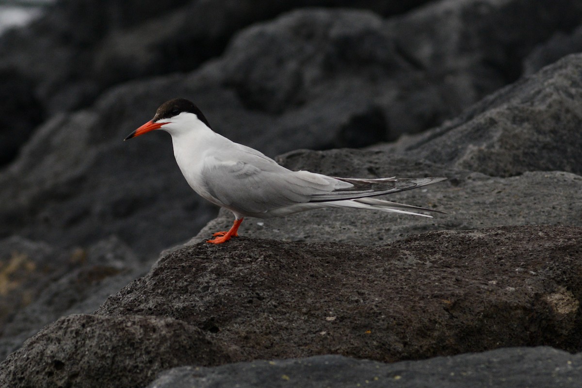 Common Tern - ML620830918