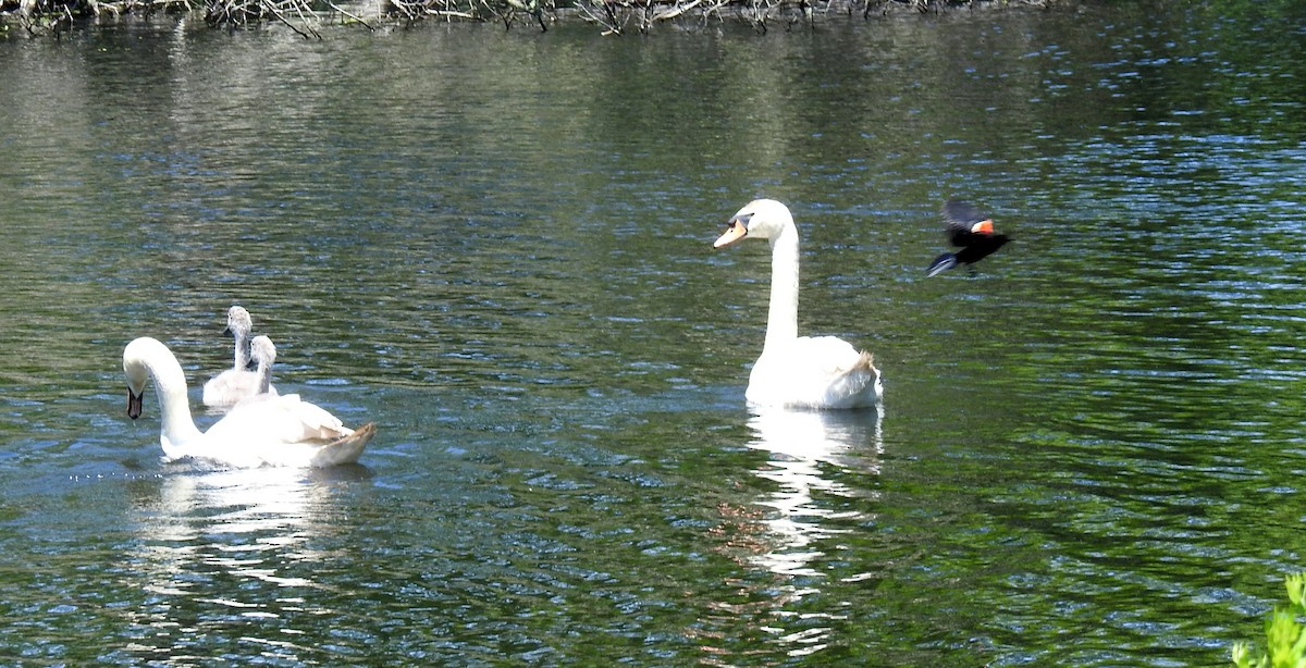 Mute Swan - ML620830919