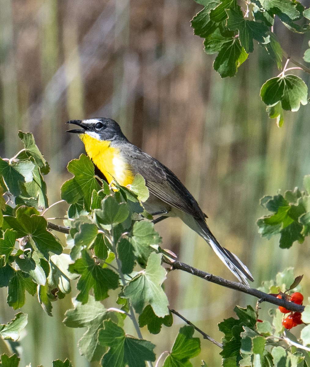 Yellow-breasted Chat - ML620830921