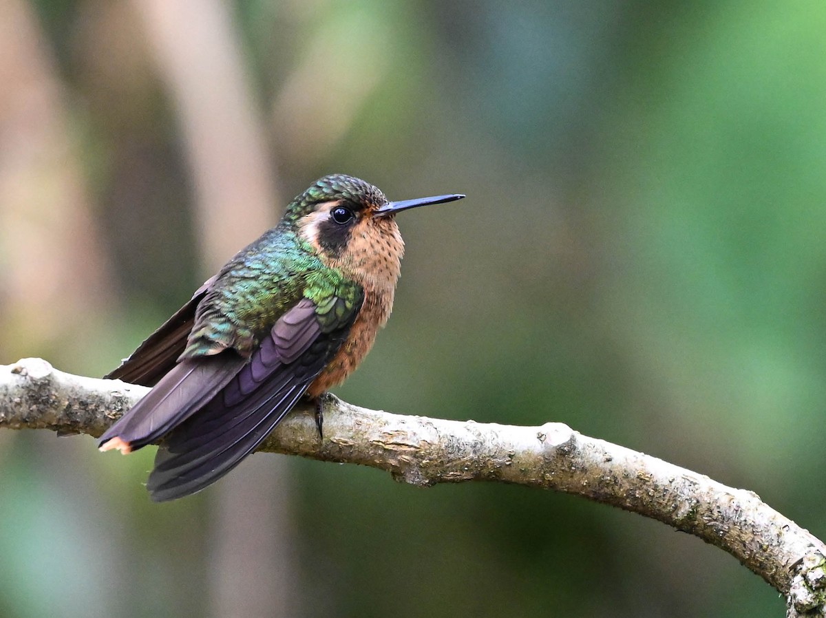 Speckled Hummingbird - ML620830930