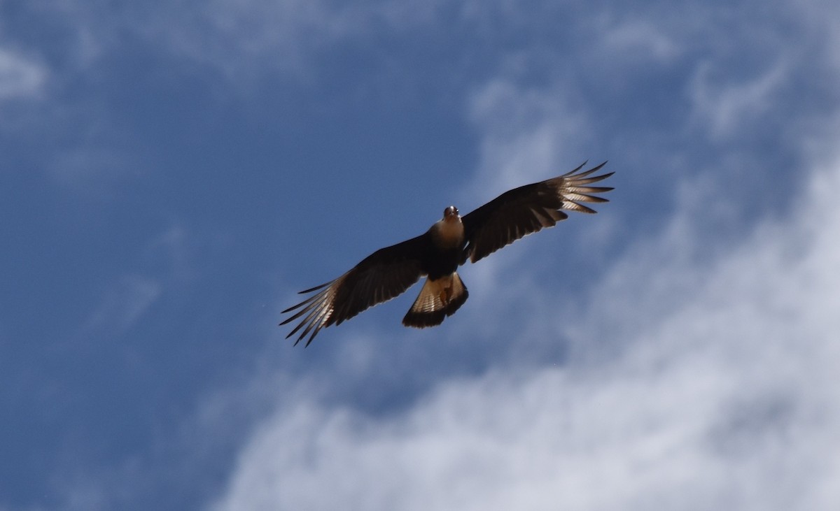 Crested Caracara - ML620830932