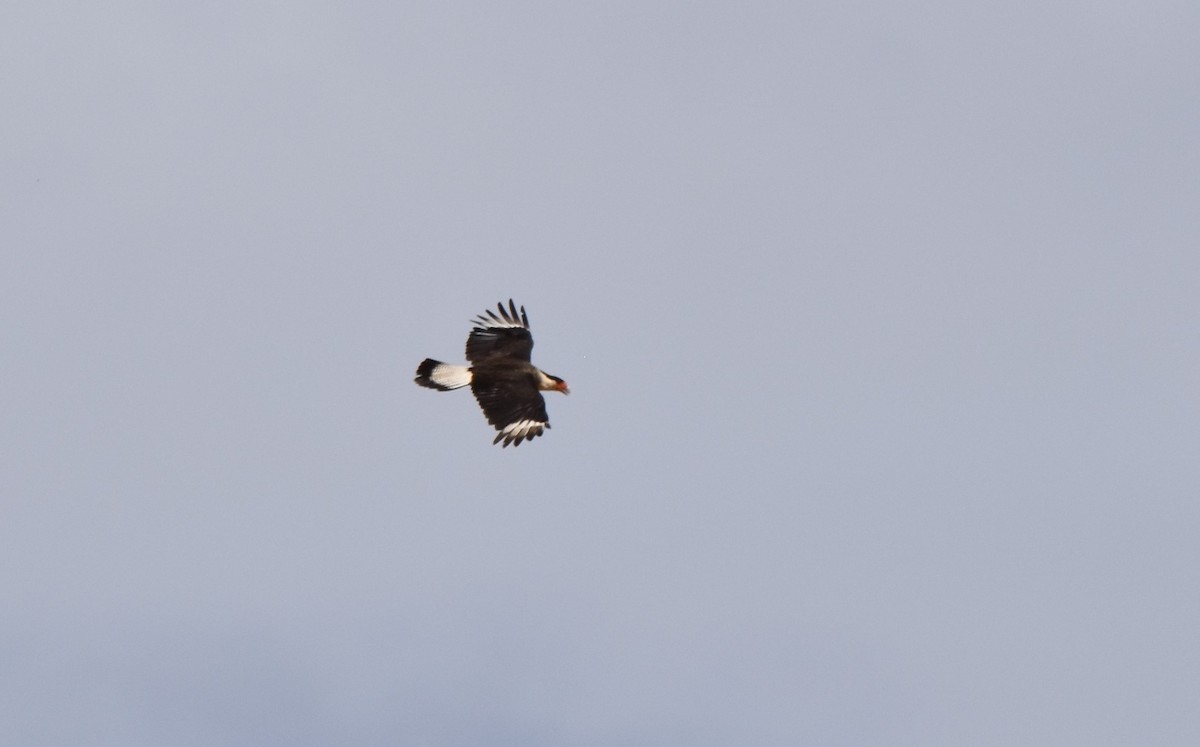 Crested Caracara - ML620830933