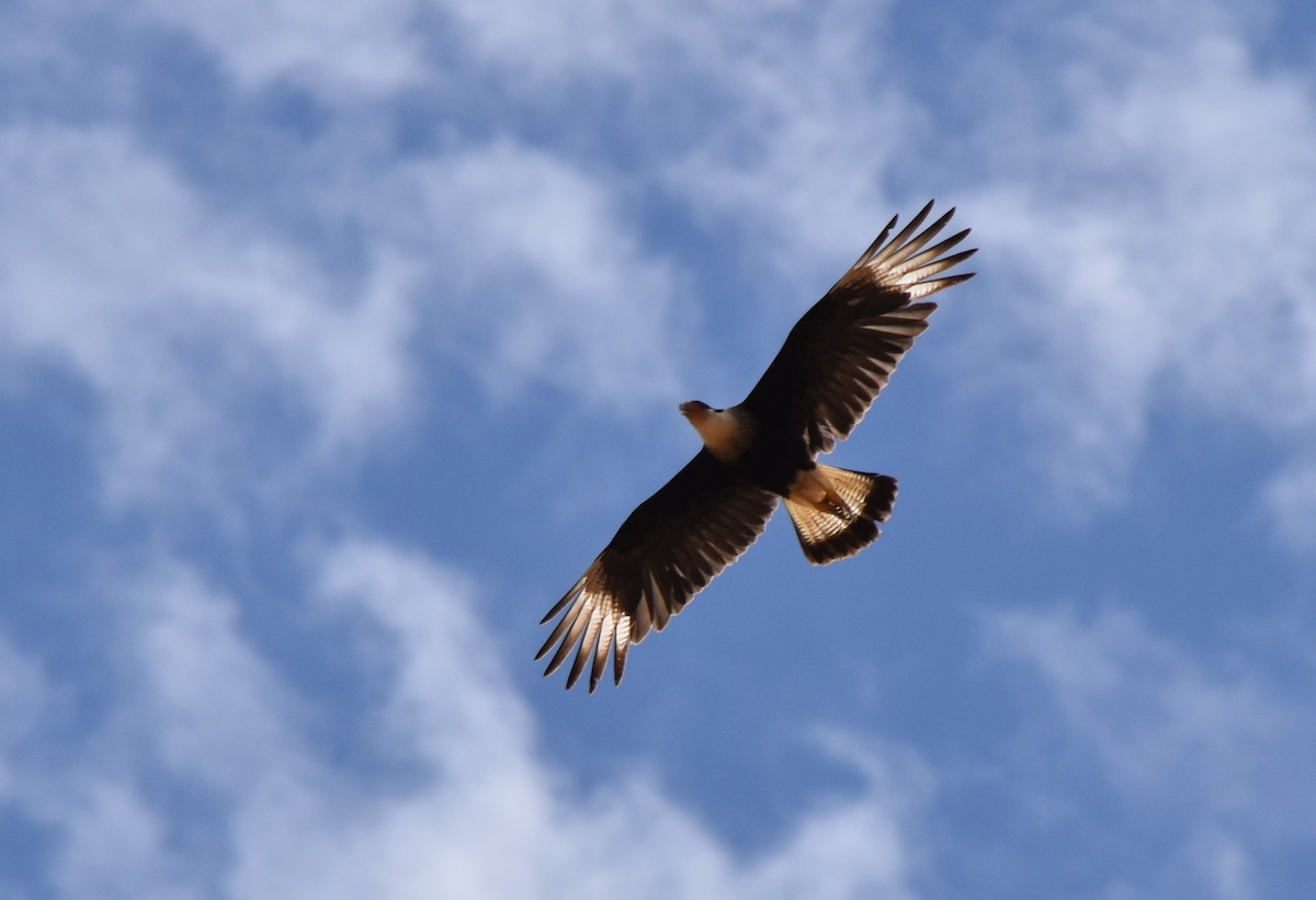 Crested Caracara - ML620830934