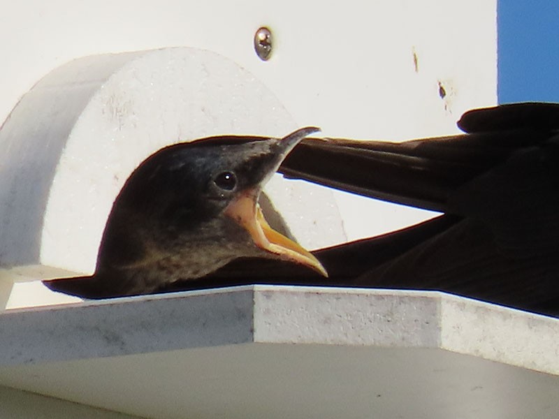 Purple Martin - ML620830936