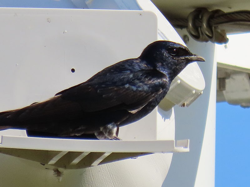 Purple Martin - ML620830937