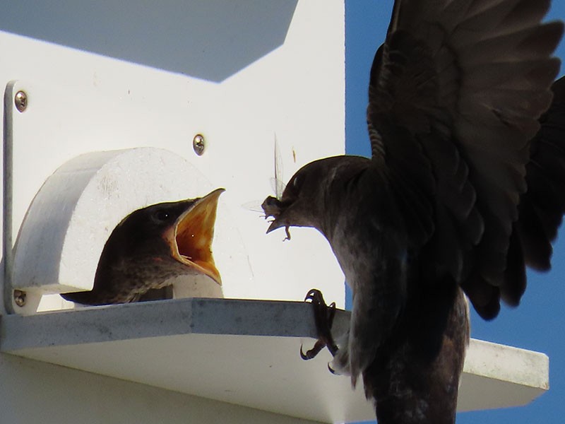 Purple Martin - ML620830938