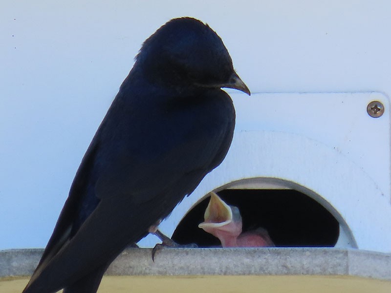 Purple Martin - ML620830939