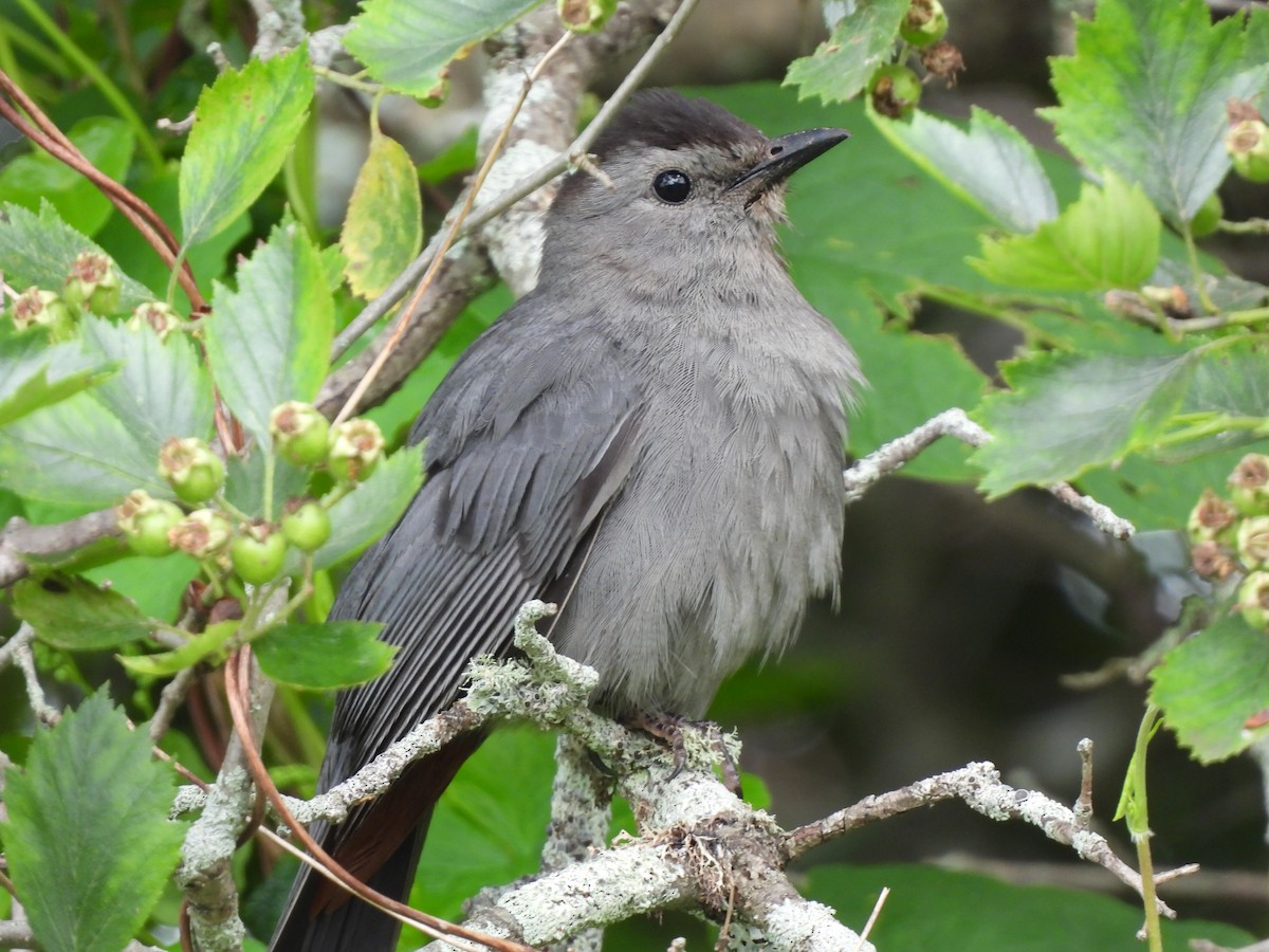 Gray Catbird - ML620830942