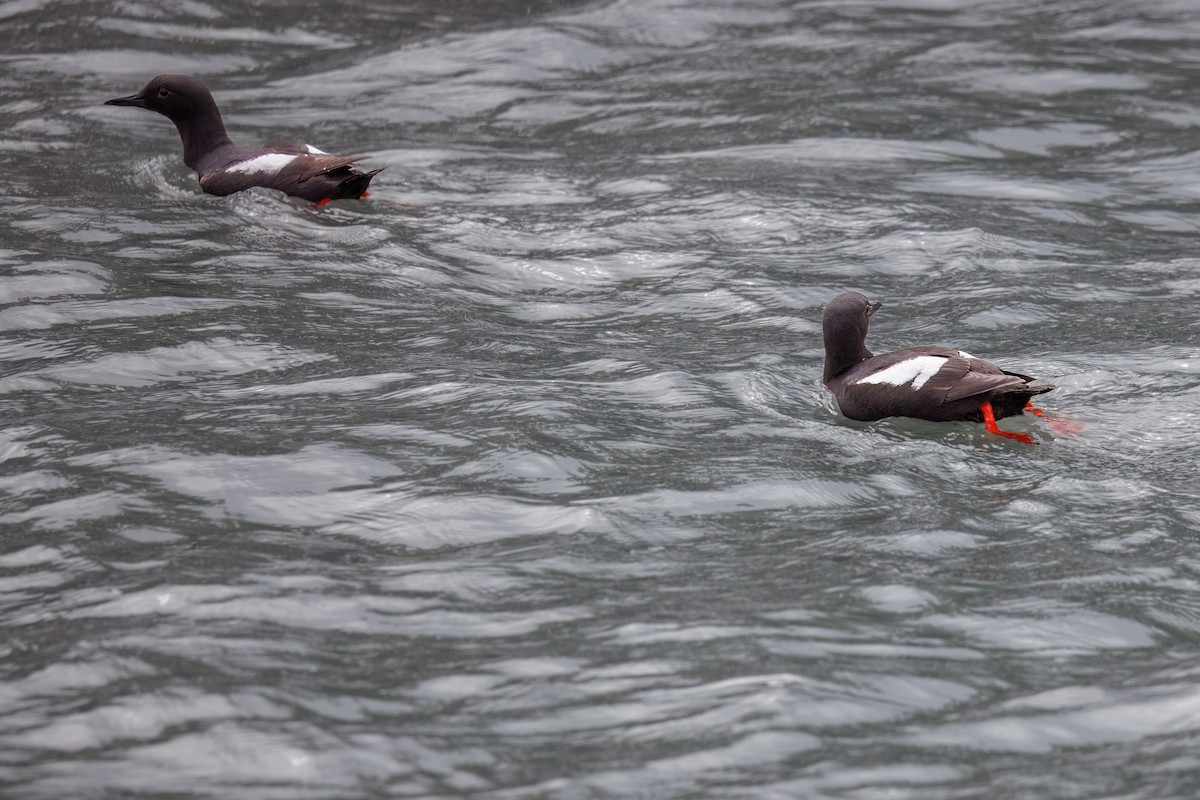 Pigeon Guillemot - ML620830943