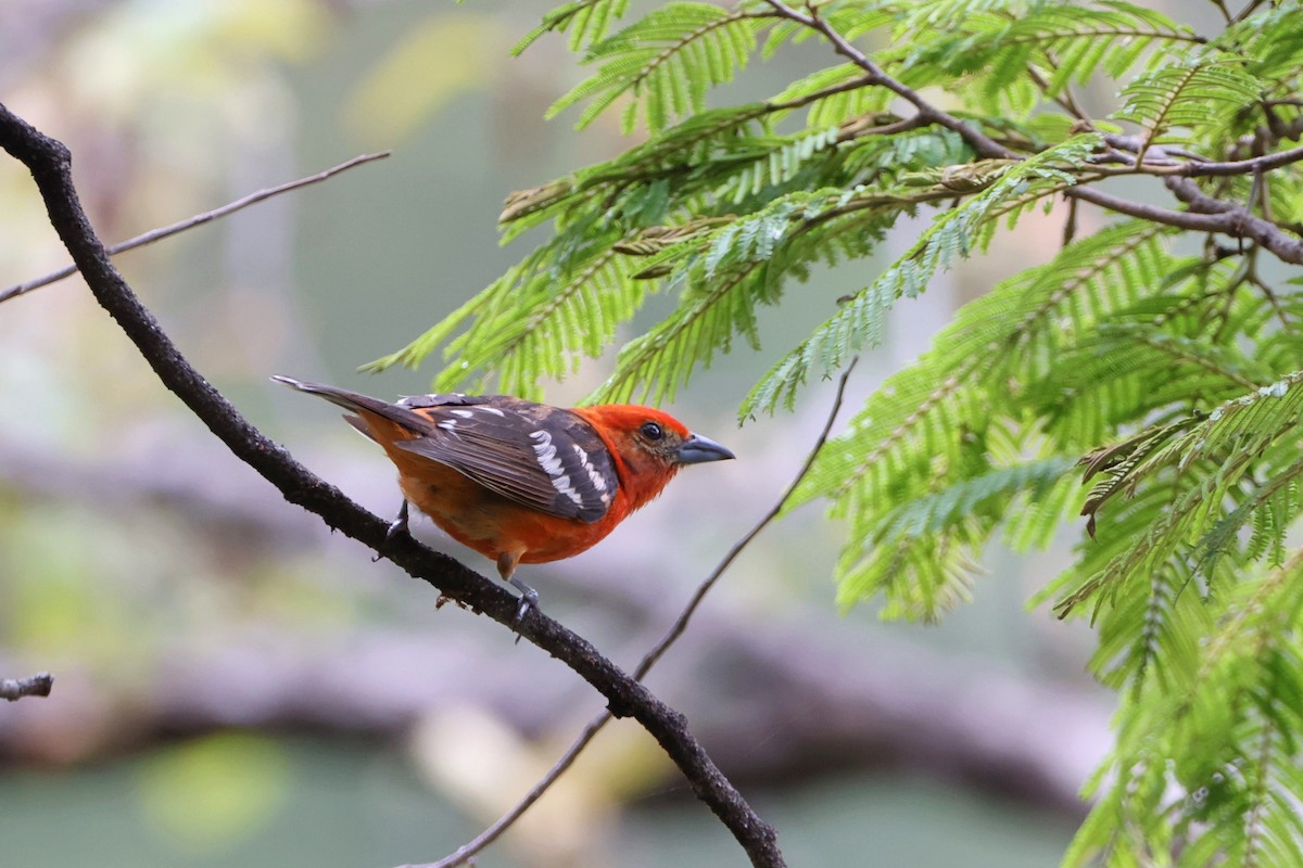 Flame-colored Tanager - ML620830945