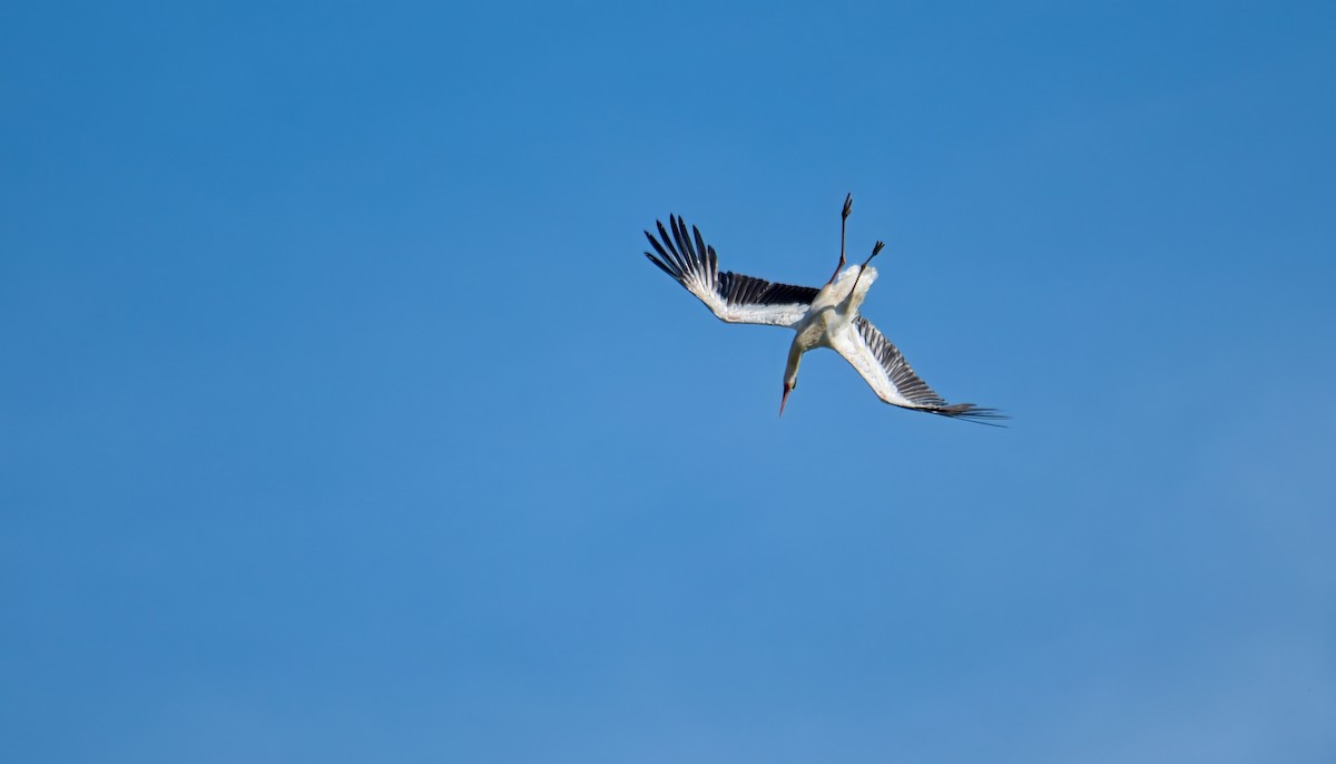 White Stork - ML620830953