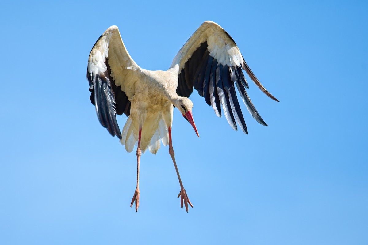 White Stork - ML620830955