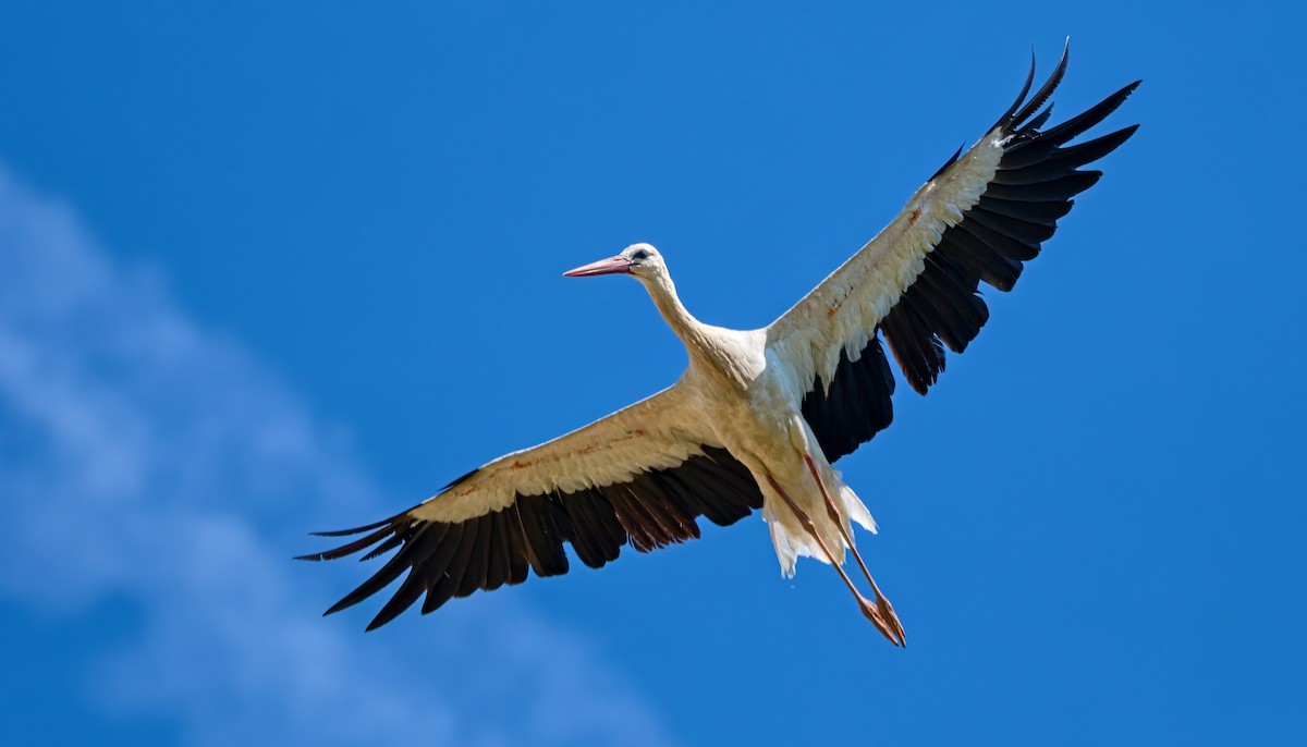 White Stork - ML620830956