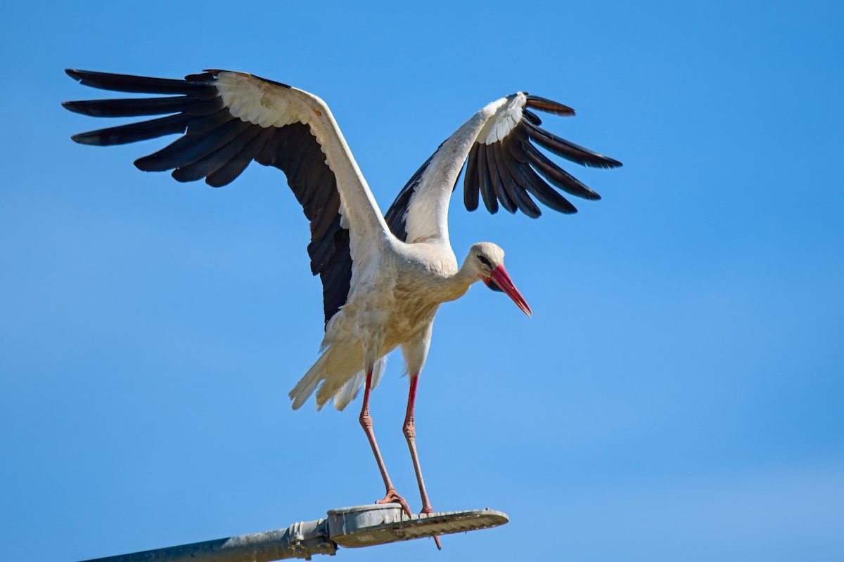 White Stork - ML620830957