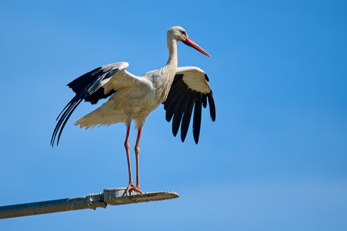 White Stork - ML620830958