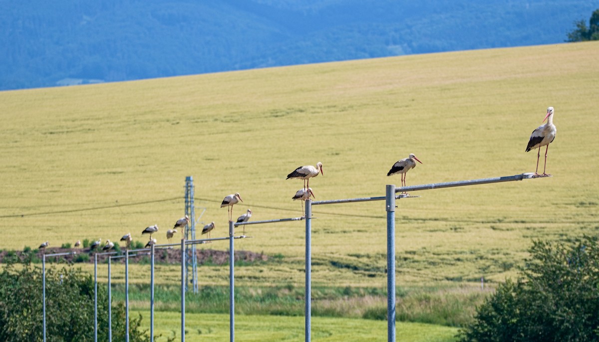 White Stork - ML620830962