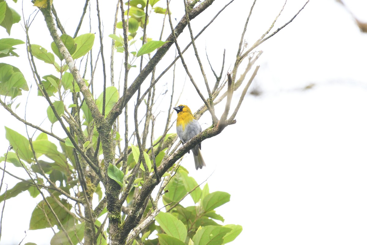 Black-faced Grosbeak - Barry Blust