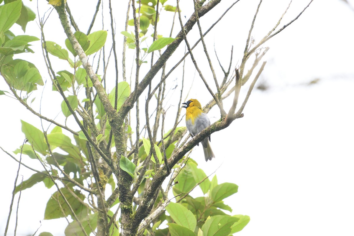 Black-faced Grosbeak - ML620830982