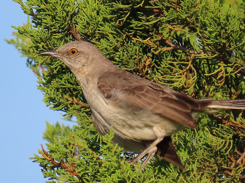 חקיינית צפונית - ML620830986