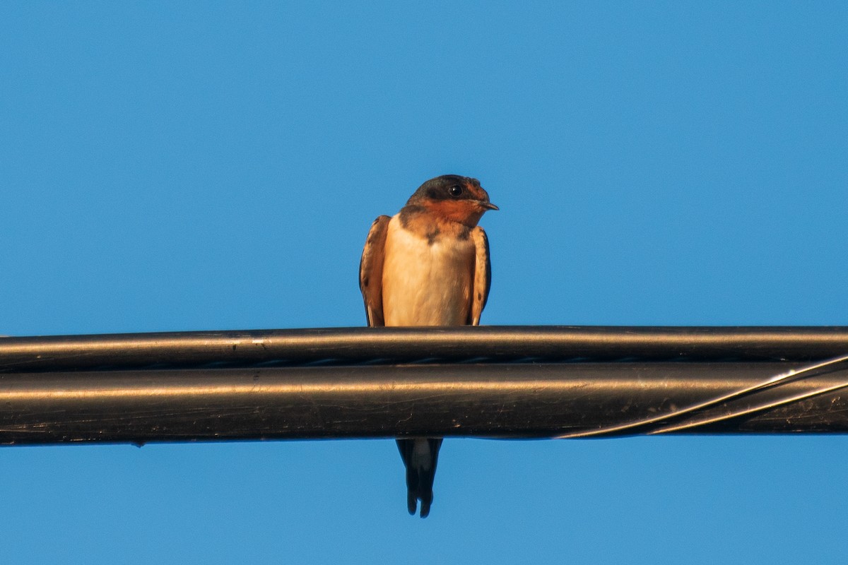 Golondrina Común - ML620830989