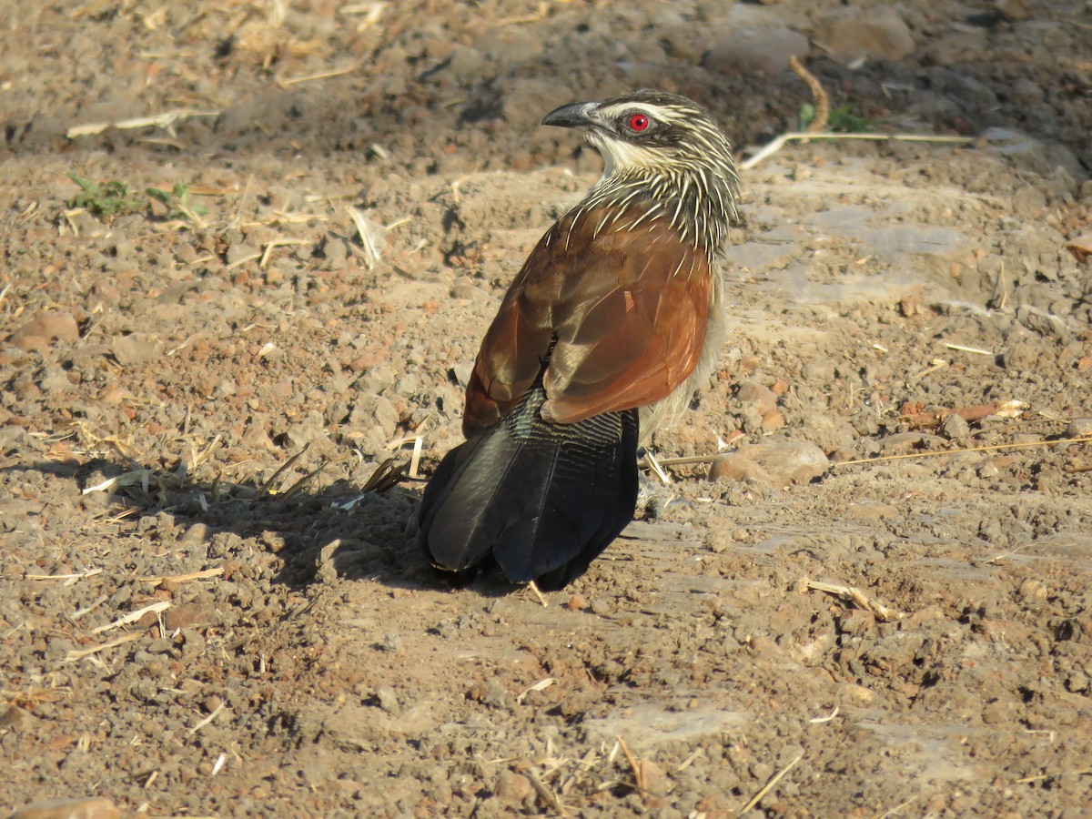 Coucal à sourcils blancs - ML620830991