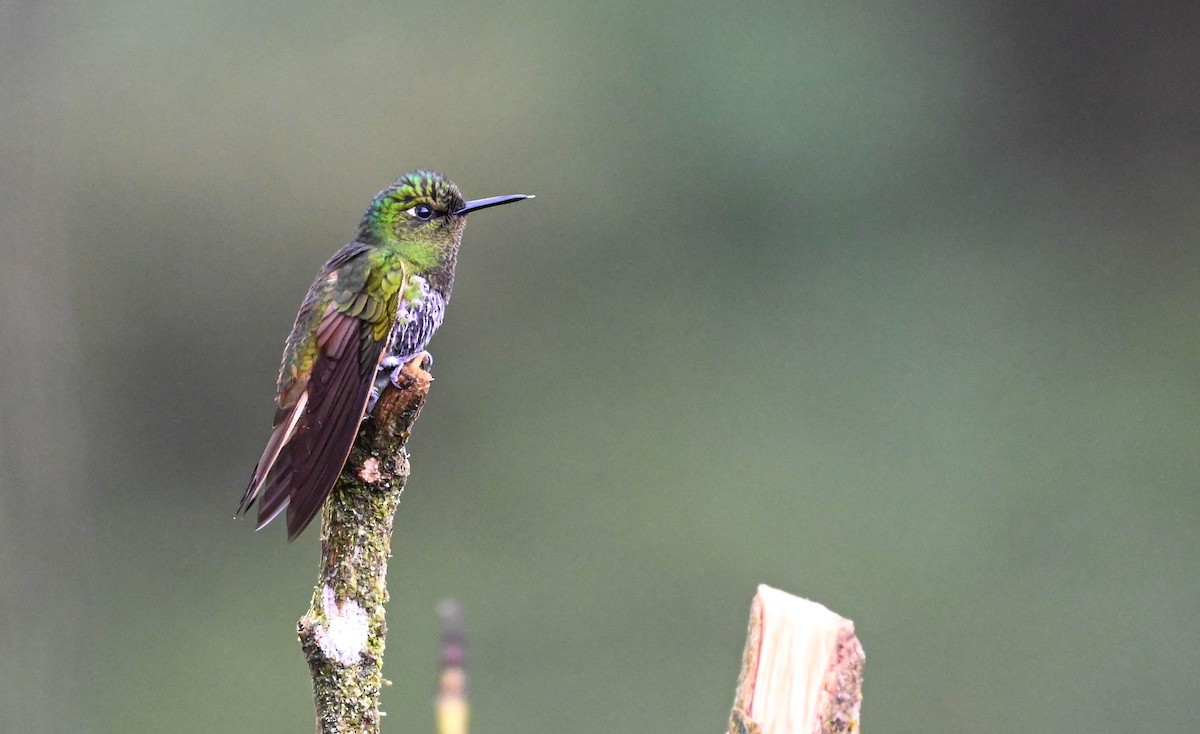 Colibrí Colihabano - ML620830997