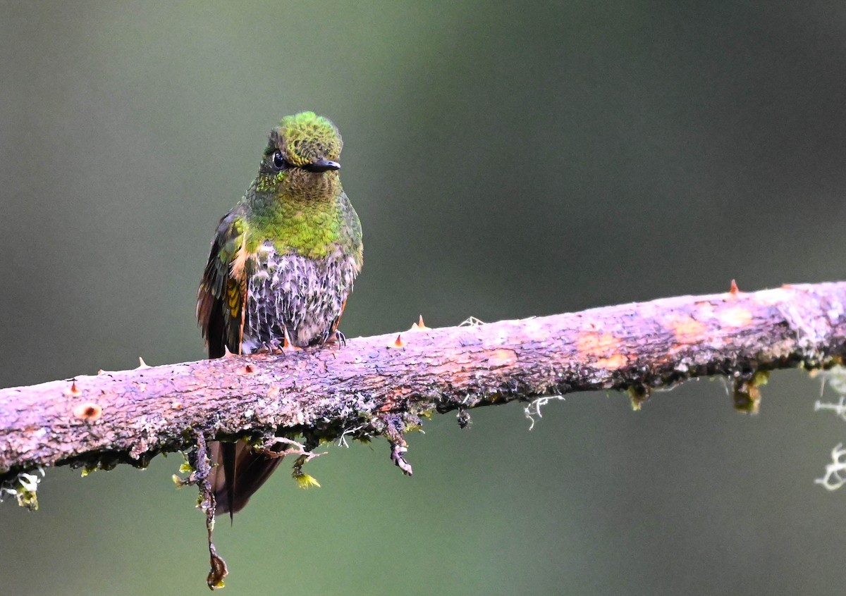 Buff-tailed Coronet - ML620830998