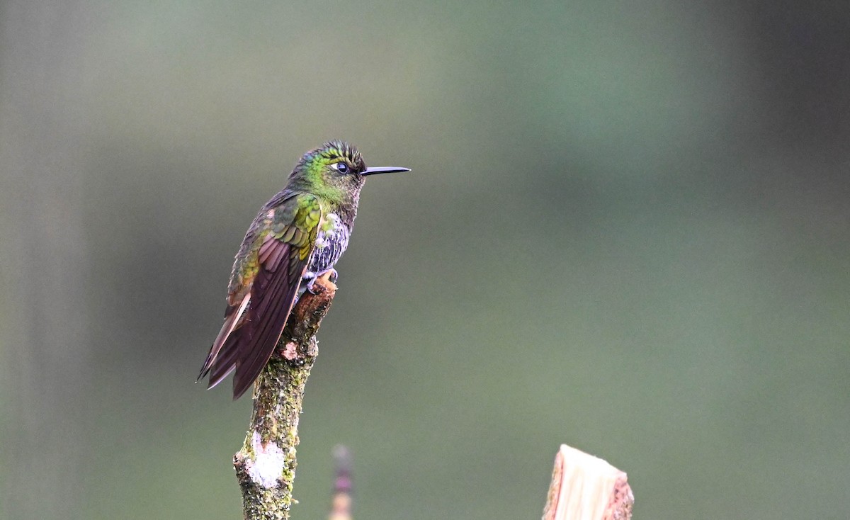 Buff-tailed Coronet - ML620830999