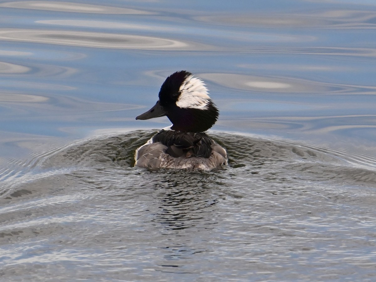 Bufflehead - ML620831001