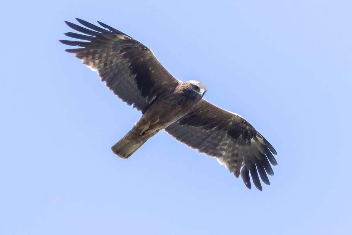 Águila Calzada - ML620831002