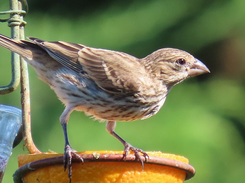 House Finch - Karen Lebing