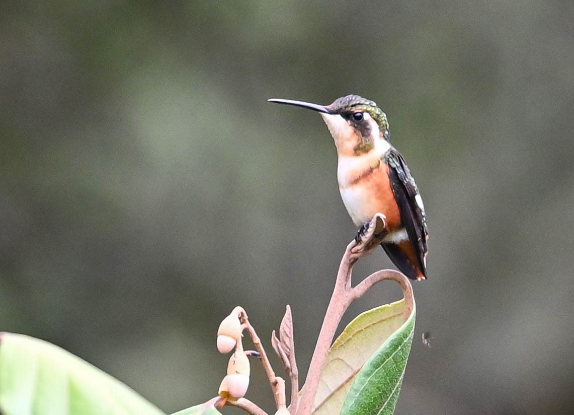 Colibrí de Mulsant - ML620831005