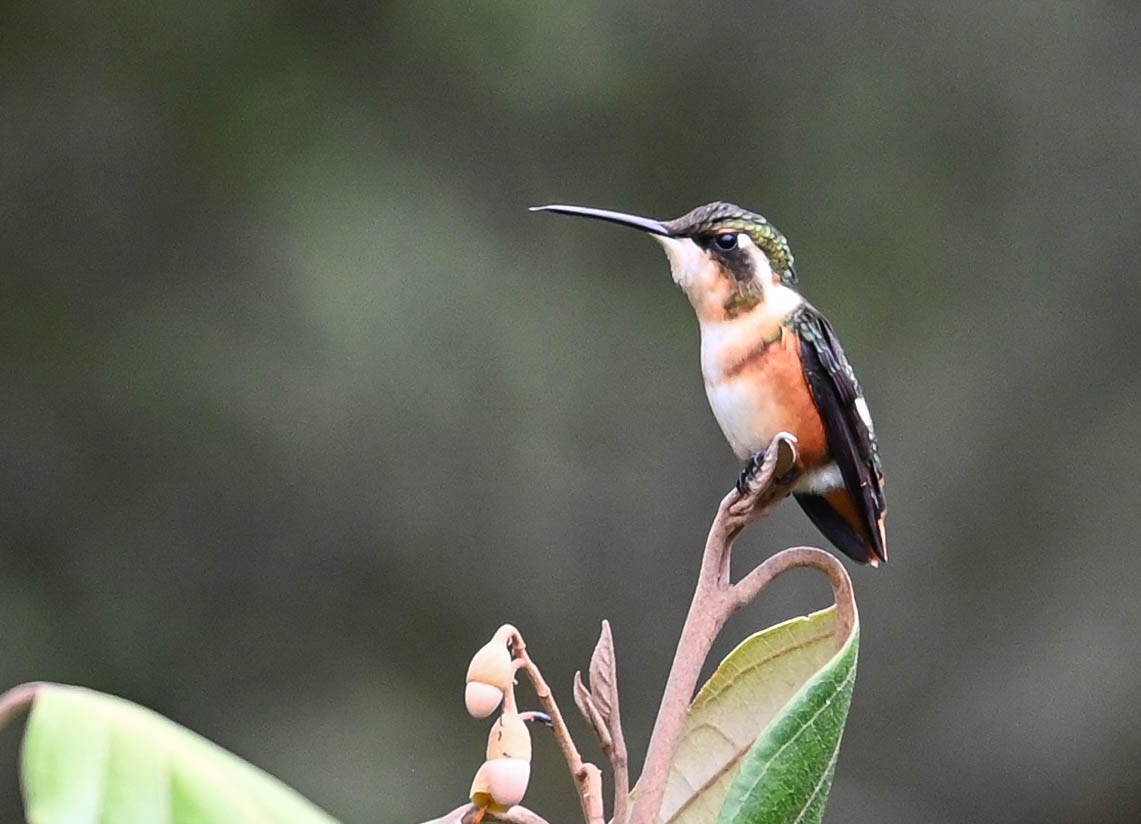 White-bellied Woodstar - ML620831006