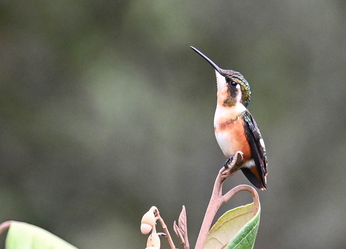 White-bellied Woodstar - ML620831007