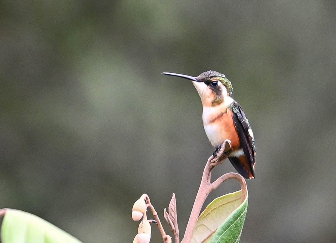 White-bellied Woodstar - ML620831008