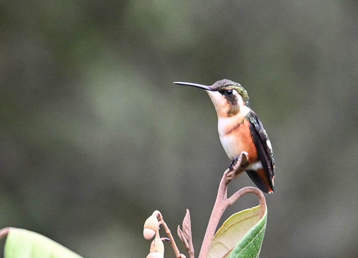 White-bellied Woodstar - ML620831009