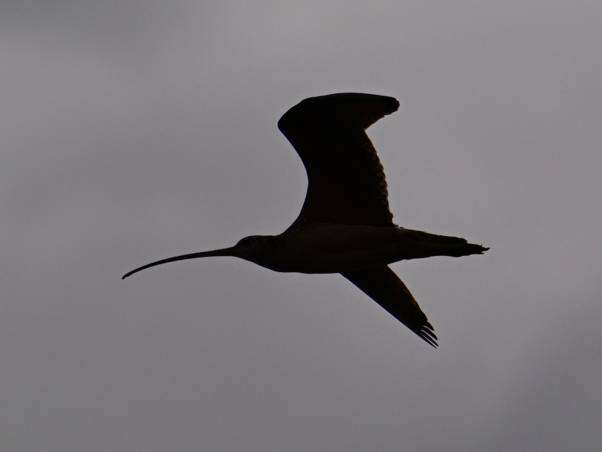 Long-billed Curlew - ML620831013