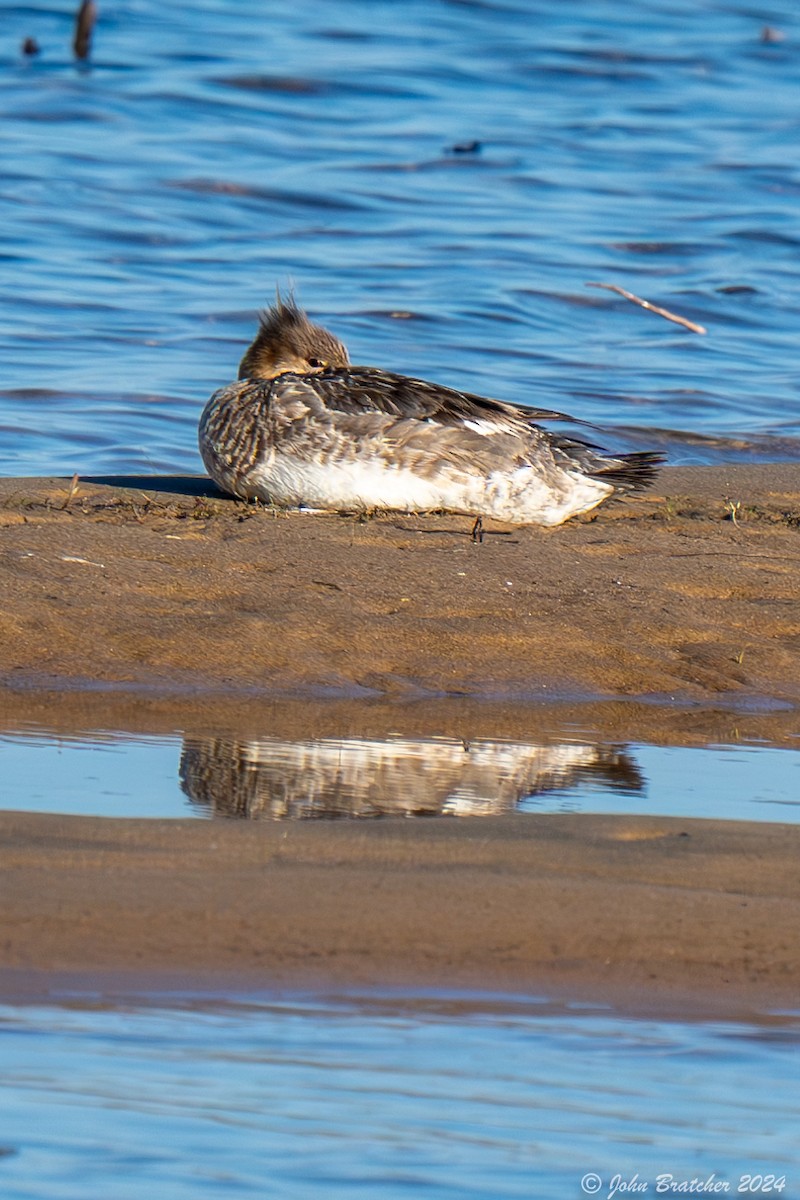 Red-breasted Merganser - ML620831018