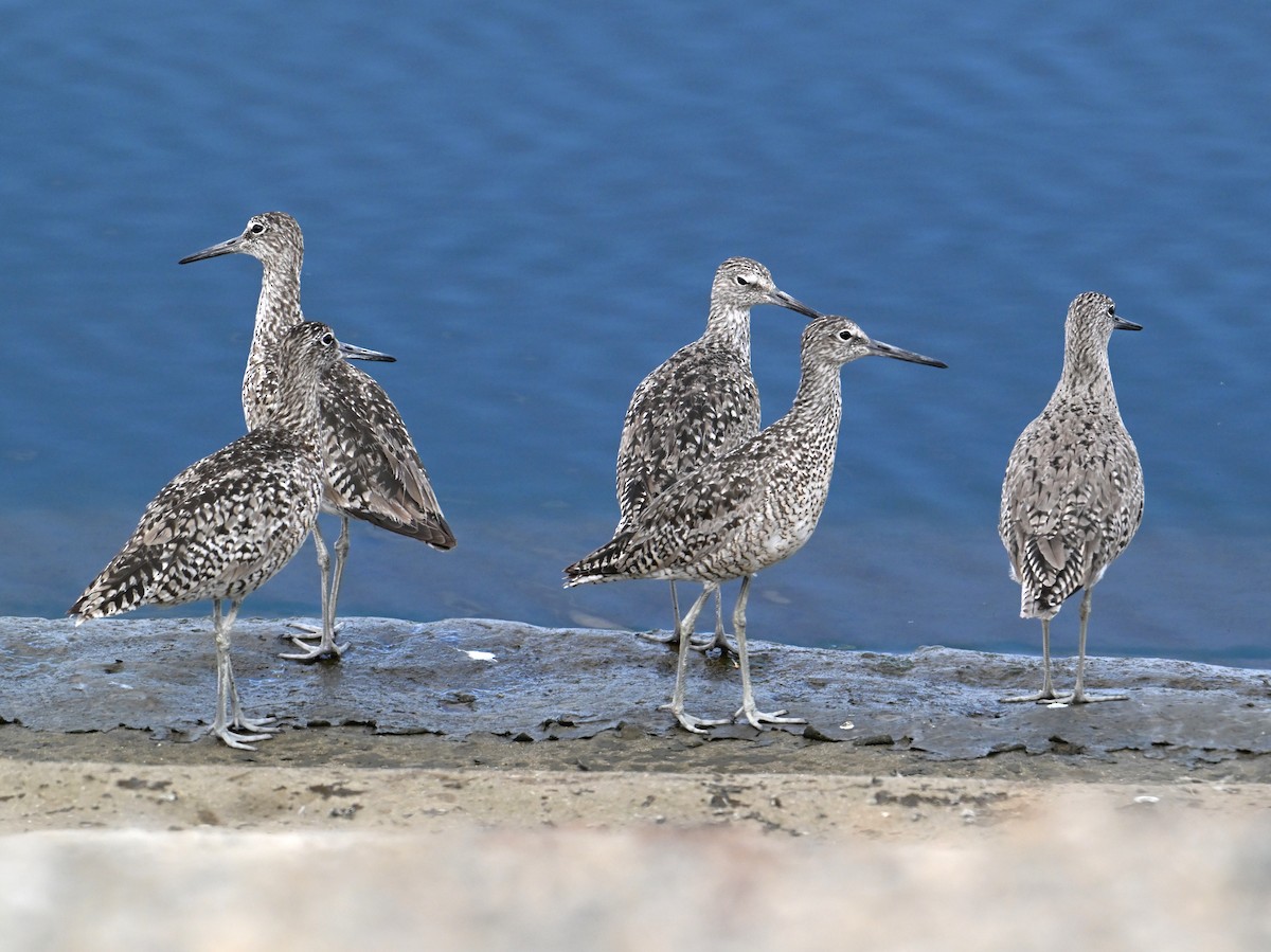 Willet - ML620831019