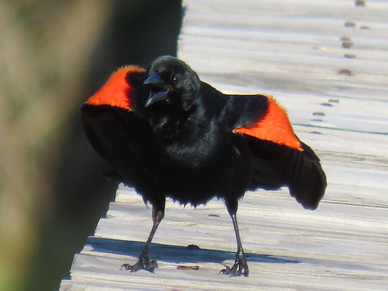 Red-winged Blackbird - ML620831020